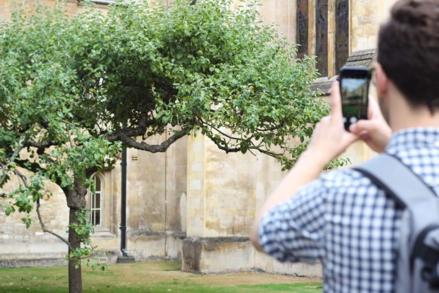 Newton’s Apple Tree, Trinity College