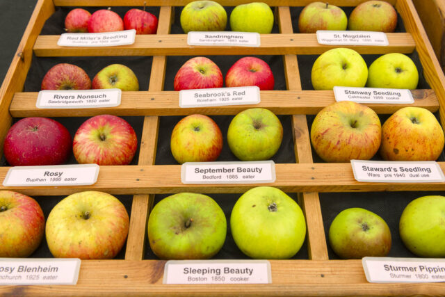 Apple Day 2026