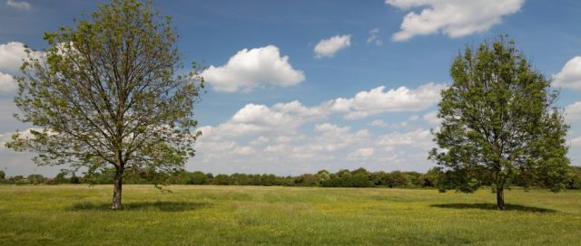 Coldham’s Common