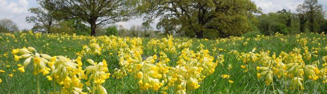 Fulbourn Fen