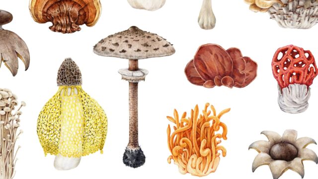 Fungi Field Day