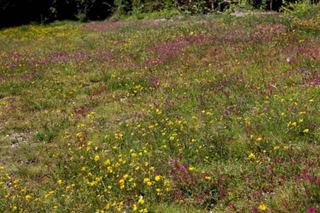 West Pit local nature reserve